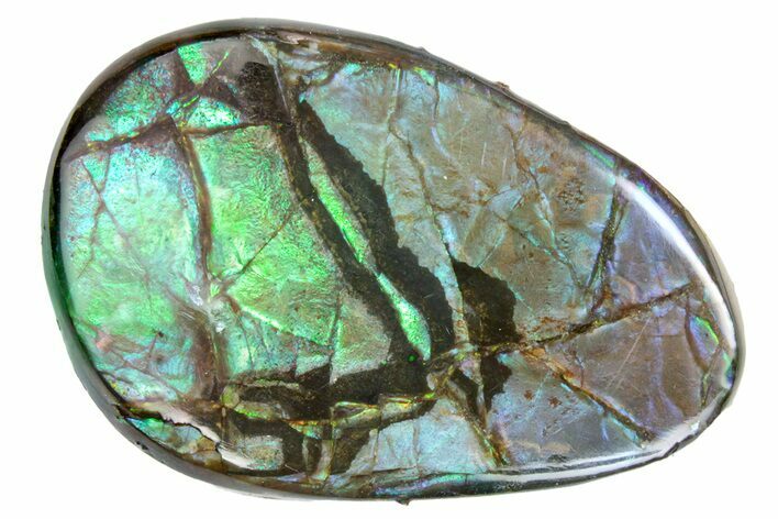 Iridescent Ammolite (Fossil Ammonite Shell) - Alberta #357459